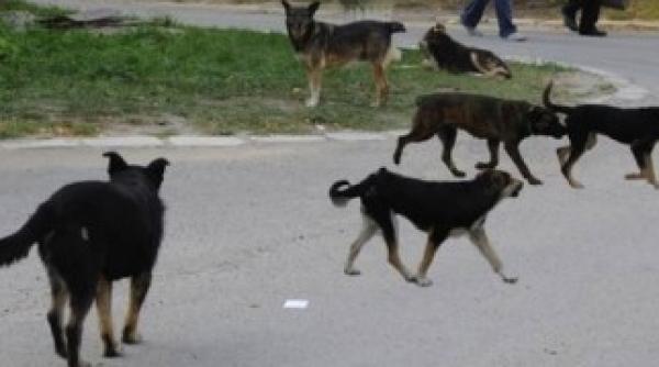 de ce tace usl in problema eutanasierii cainilor fara stapan