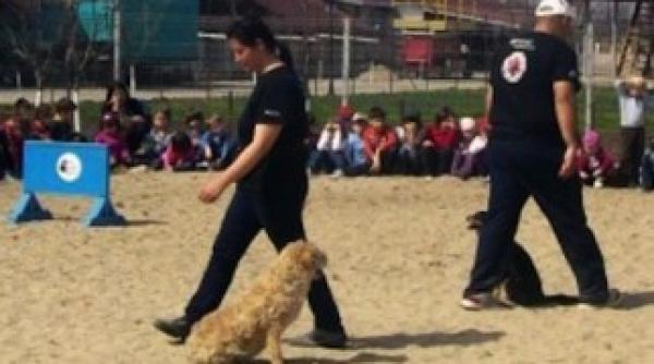 distractie cu caini la mare arta la roaba de cultura