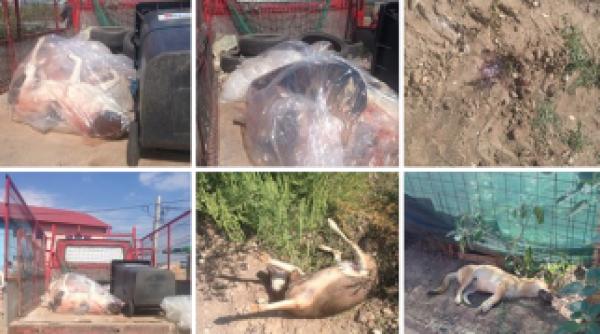 national geographic apel catre bucuresteni