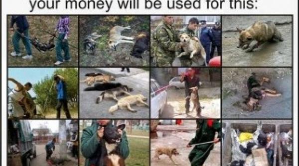 nemtii boicoteaza turismul in romania motivul eutanasia cainilor