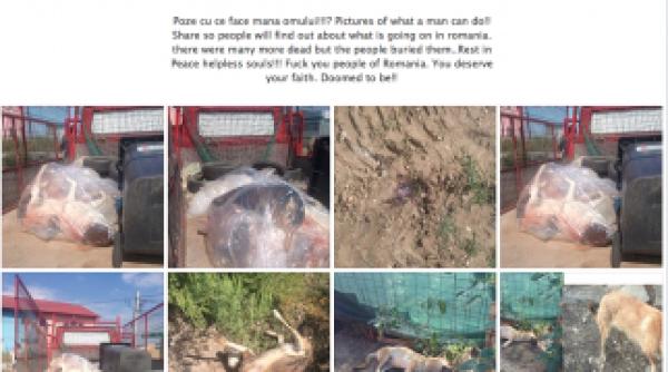 oamenii au inceput sa ucida cainii imagini socante