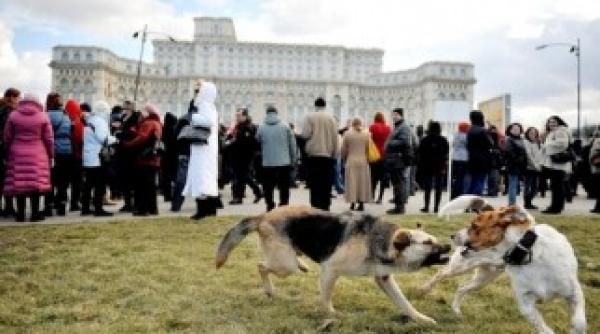 primaria nu a autorizat mitingul pro eutanasiere