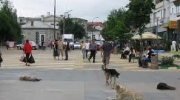 maidanezii vanati cu masina atentie imagini socante video