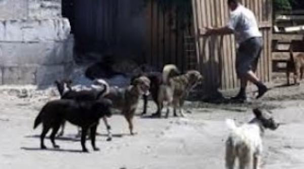 deputatii au decis eutanasierea maidanezilor in 14 zile vezi in ce conditii