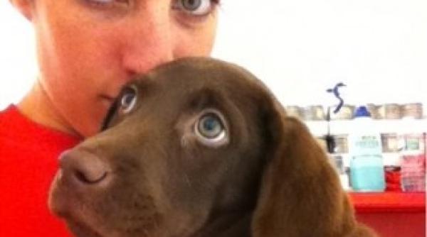 nu s a gandit niciodata ca o sa gaseasca un caine ca acesta