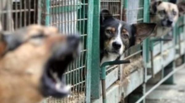 politicienii folosesc eutanasia ca pe o razbunare vezi explicatia