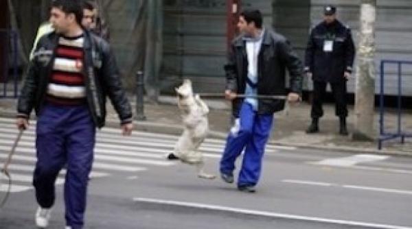 a inceput marea hinghereala vezi cat costa prinderea unui maidanez