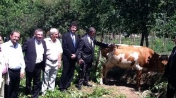 proiectul prima vaca lansat de ordinul cavalerilor de malta la covasint
