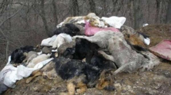 atentie imagine socanta autoritatile au inceput eutanasia