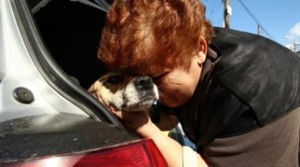 coada la adoptii de maidanezi galerie foto