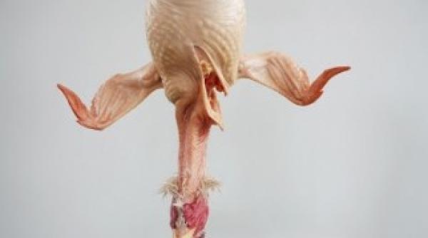 cum sa jumulesti o gaina in cateva secunde video