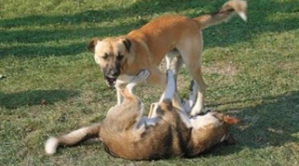 de ce a fost umflat numarul maidanezilor 64 000 o minciuna ordinara