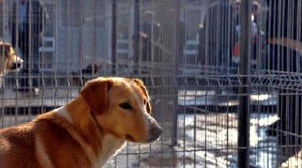 prin ce emotii trec cei care vor sa adopte un maidanez din adapost