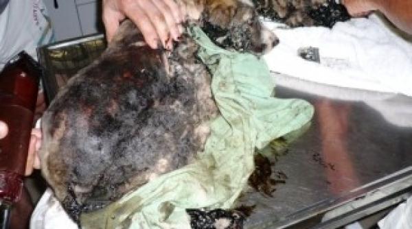 un tanar acuzat ca a aruncat un caine pe geam a murit