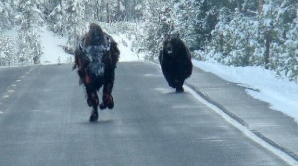 imagini dramatice cu un bizon ranit fugarit de urs