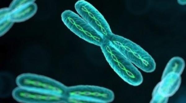 manualul de biologie trebuie revizuit ce forma au cromozomii video