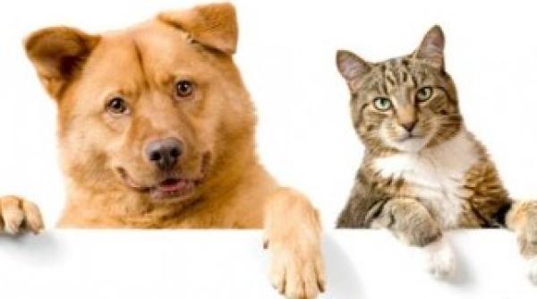 s a lansat asigurarea pentru animalele de companie