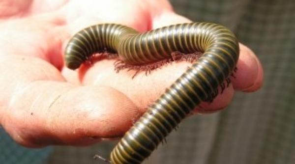 durerea cronica se poate trata cu venin