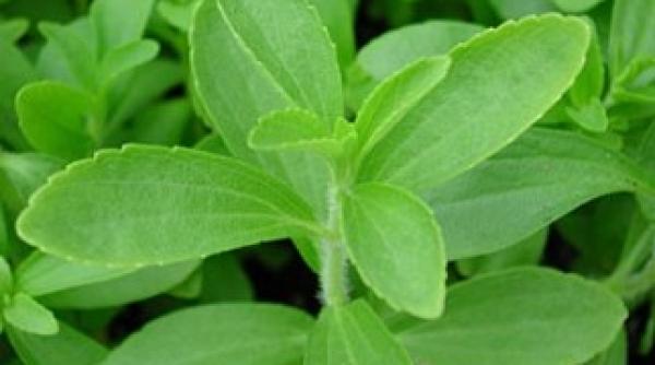 noul zahar al secolului xxi ajuta la reducerea numarului de calorii