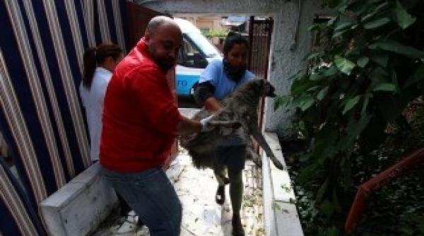 veterinarii au decis ce se va intampla cu maidanezul mutilat