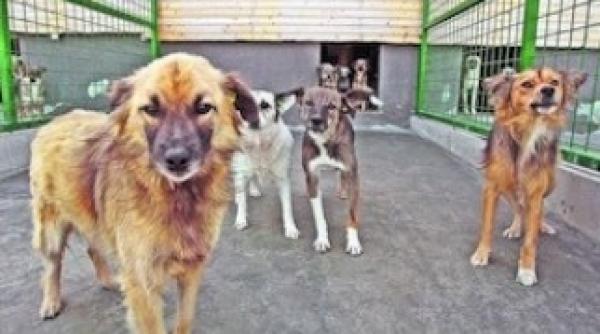 maidanezii valceni pregatiti pentru adoptii in germania