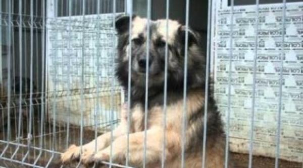 la adapostul odai interzis publicului explicatie halucinanta video