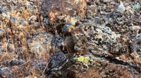 de necrezut animale ascunse in peisaje spectaculoase galerie foto