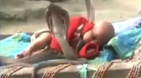 cum au reactionat patru cobre fata de un bebelus video