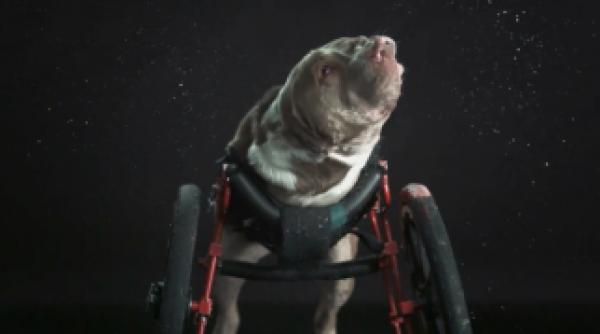 care este cel mai haios caine filmat cu incetinitorul video