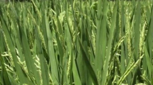 alimente modificate genetic in loc de medicamente