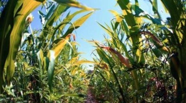 vesti bune pentru agricultura romaneasca