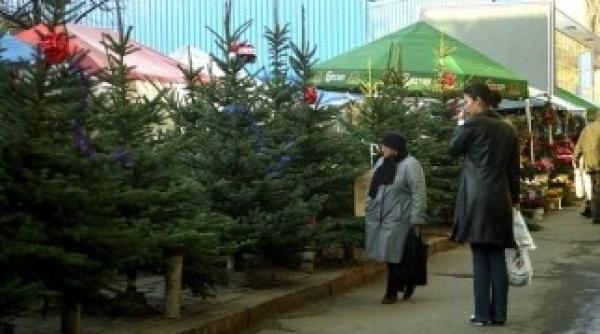 de craciun romsilva vinde 51 799 brazi vezi preturile