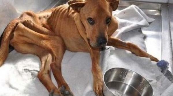 dupa ce catelusa mutilata fost salvata alt caz soc iese la iveala