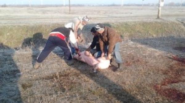 ignatul traditii si obiceiuri de ce femeile nu trebuie sa participe la taierea porcului