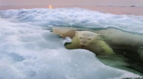 national geographic desemnat fotografia anului 2013 foto