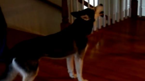 cainele vorbitor uimit peste 10 milioane de internauti video