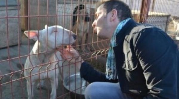 traistariu gest impresionant pentru maidanezi toti au ramas uimiti