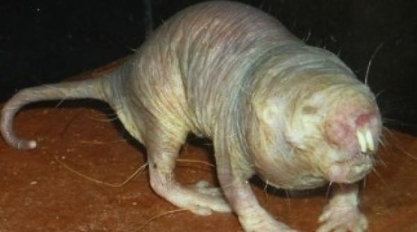 cel mai longeviv rozator desemnat vertebratul anului 2013