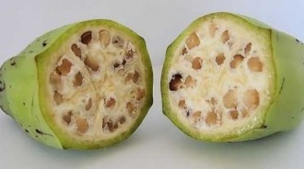 ue cel mai mare importator de clone din lume