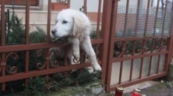 imagine emotionata cainele lui adrian iovan inca isi asteapta stapanul acasa