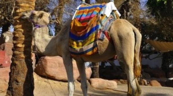 biblia contrazisa de evenimente care nu puteau avea loc