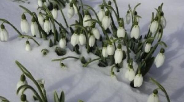 vezi cum va fi vremea in urmatoarele zile