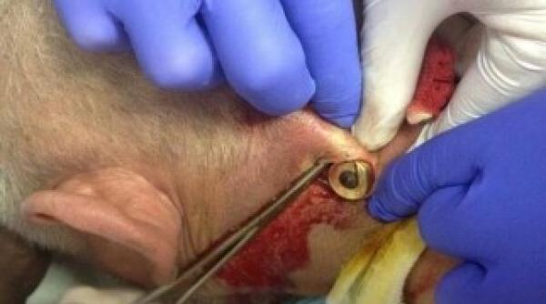 una dintre cele mai groznice imagini din ucraina