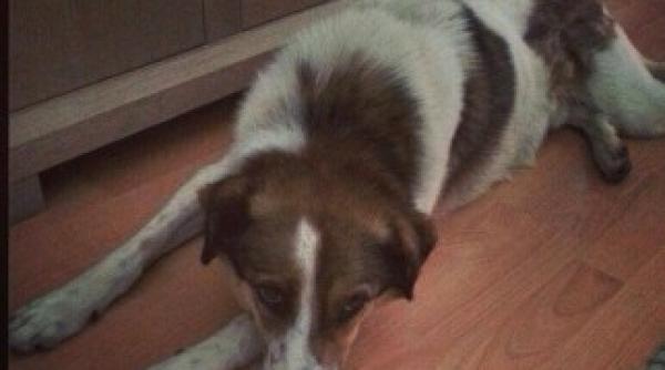 andreea berecleanu este devastata uite ce a patit