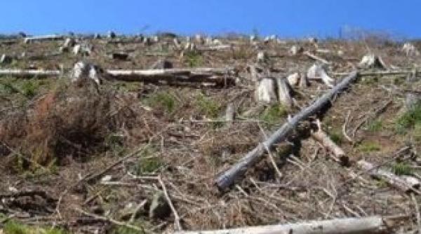 liberalii propun ca taierile ilegale de paduri sa intre legea sigurantei nationale