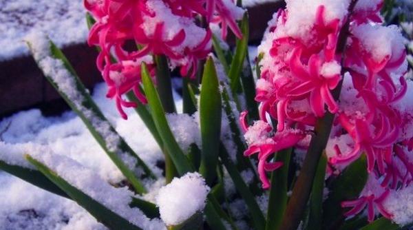 se intorc ninsorile temperaturile scad cu 10 grade