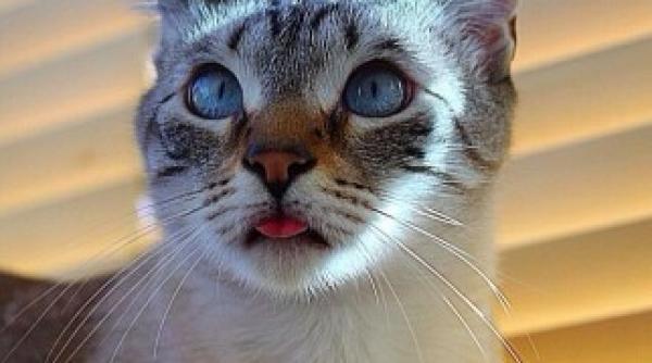 cum reac ioneaza o pisica drogata atunci cand vede un oarece