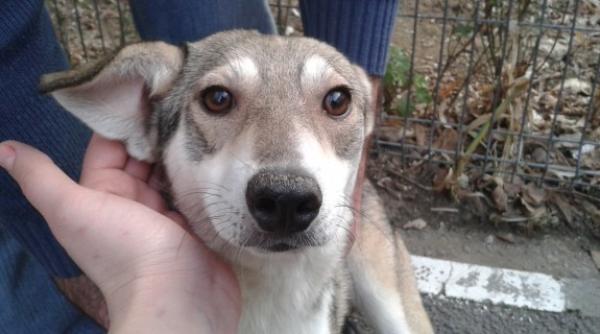 aspa a interzis unui numar de 19 ong uri sa mai adopte caini