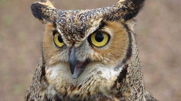 bancul zilei un ornitolog vorbe te cu o bufni a