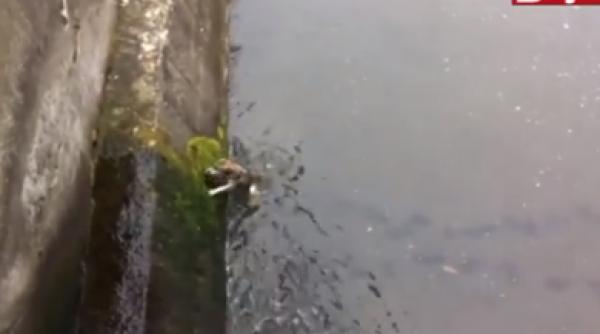 video emo ionant salvarea unui caine la dej